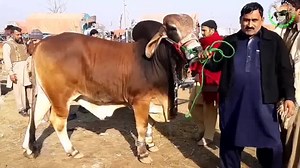 115K views · 5.2K reactions | COW MANDI K JANWAR SASSTAY HEN MAGER AAP KO NAHI PATA - BAKRA MANDI PAKISTAN 2021 VIDEOS Follow on Instagram @bakramandipakistan | Bakra Mandi Pakistan | Facebook