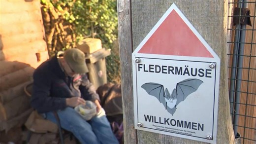 Frankenschau: Fledermäuse nach dem Winterschlaf
