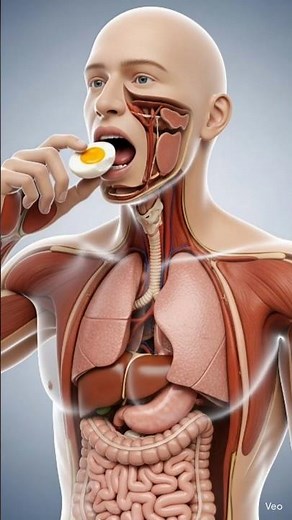 What Happens Inside Your Body After Eating an Egg? | 3d animation| #health
