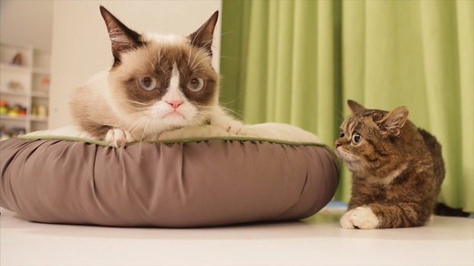 Our hearts broke today when we heard that BUB's long-time friend Grumpy Cat passed away. Despite being the yin to her yang, Grumpy was the one cat on the planet that BUB seemed most comfortable to be around. Like BUB, Grumpy was tiny but her heart was very big. Our thoughts are with her family and all of her loving fans. From BUB: Dearest Tardar, you were a truly majestic feline, and I am grateful for the years I was able to share with you on Earth, and look forward to the light years I'll get t