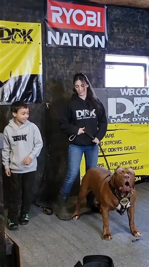 123K views · 4.5K reactions | Training with the Hulk  #hulk #dogdynasty #ddk9s #reels | Dog Dynasty | Facebook