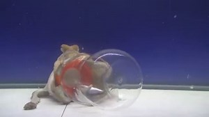 Octopus Takes Five Minutes To Ponder Its Jar-Opening Strategy
