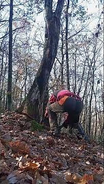 parkside performance 40v