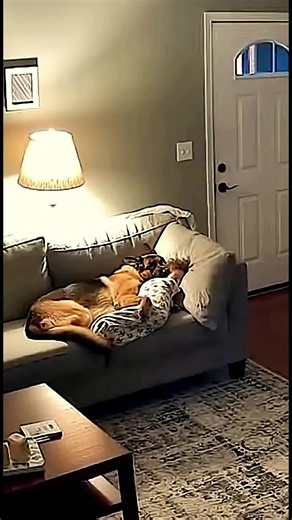 #dogsoftiktok #k9softiktok #k9training #k9unit #dog | dogs