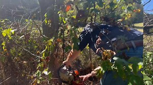 We recently declared war on the Chinese Tallow Trees on our farm. If you’re going after them, get them while the leaves are still green. Time is running out this fall. For more info visit https://extension.msstate.edu/publications/invasive-species-pasture-systems-chinese-tallowtree | Commissioner Andy Gipson