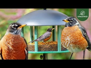 Kingsyard Platform Bird Feeder | American Robin Eating | Best Bird Feeder to Attract Backyard Birds
