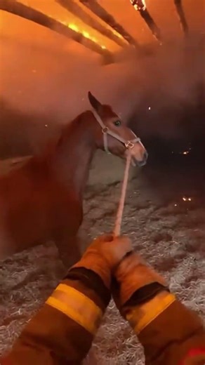 Old Horse Trapped Inside a Burning Barn (POV)