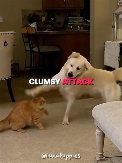 Golden Retriever vs Ninja Cat 😂🐱 #shorts