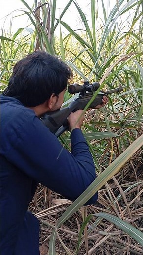 Air Gun Target Shooting Hitting Bullseyes with Ease Target Practice with Air Gun