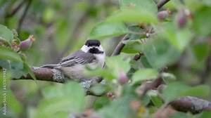Black-capped Chickadee Fledgling waiting in a apple tree for its parents