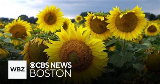 Sunflower Spectacular offering pick your own flowers at Wellesley garden