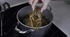 Live crayfish before cooking, over boiling water. Cooking live crayfish.