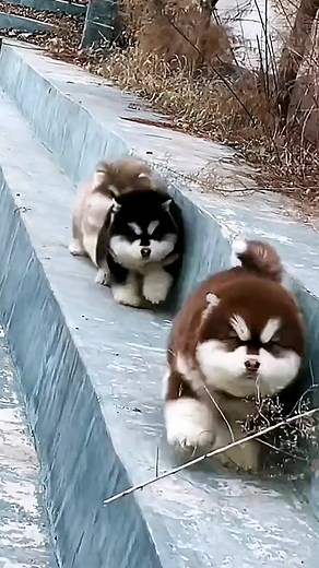 汪了個汪→都是小胖子#狗 #狗狗 #萌寵 #萌寵搞笑合集 #萌寵facetime #萌寵巡邏 #萌寵範例影片 #萌寵當家 #dog #dogs #doglover #doggo