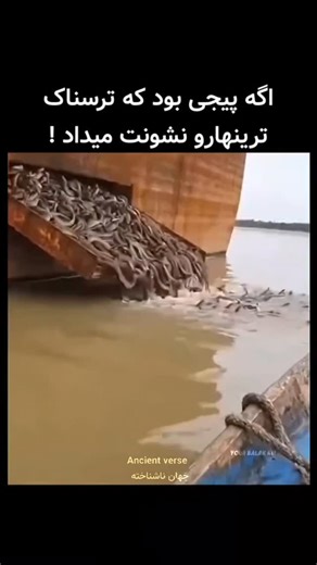 ‎Ancient Verse | جهان ناشناخته‎ on Instagram‎: "مار سیاه مامبا (Dendroaspis polylepis) یکی از ترسناک‌ترین و مورد احترام‌ترین مارهای جهانه؛ عنوان طولانی‌ترین مار سمی آفریقا رو داره و بعد از کینگ کبرا، دومین مار سمی بلند دنیاست. می‌تونه تا ۴٫۳ متر طول بکشه، ولی اسمش واقعاً از رنگ پوستش نمی‌آد — که معمولاً زیتونی، خاکستری یا قهوه‌ایه — بلکه از داخل دهنش که جوهرسیاهه و وقتی تهدید می‌شه، به عنوان هشدار وحشتناک بازش می‌کنه. بومی آفریقای زیرصحرا، این مارها فوق‌العاده چابکن و می‌تونن با سرعت تا ۲۰ کیلوم