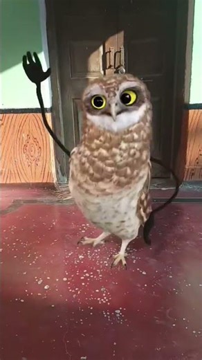 #comedy #funny #dance #shortsfeed #shorts #youtubeshorts #viral #viralvideo