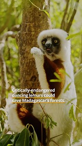 The cutest conservation effort yet? 🐒 Adding the dancing lemur (Verreaux’s sifaka) to the World’s 25 Most Endangered Primates list. Advocates hope this charismatic, critically endangered species will draw attention not only to their own fight for survival, but also to the fragile dry forests they depend🚨. While Madagascar is known for its lush rainforests, the island’s dry western forests are often overlooked and face growing threats from bushmeat hunting, man-made fires, and deforestation dri