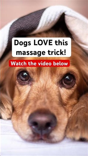 Dogs LOVE this massage technique! #dogmassage