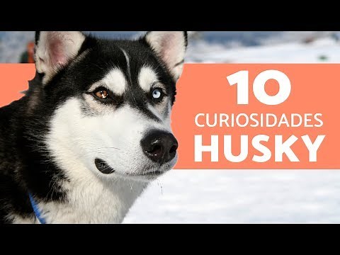 10 things you didn't know about the Siberian Husky