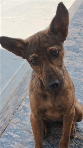 labra dog cute baby dog#barking#viralvideo#youtube#shorts