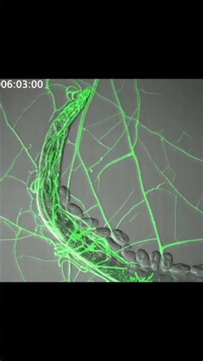 Predatory adaptations of a nematode-trapping fungi##Biology #Fungi #Agriculture #Nematodes #Science