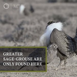 72K views · 321 reactions | This month, a plan was revealed to remove more than 8 million acres of sagebrush habitat from protection, which currently ensures survival of the greater sage-grouse. Here are five facts you should know about the Sagebrush Sea. | Nature | PBS | Facebook