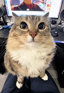 Turning my car drawings into real 3D prints 🦋✨ Try it at https://www.hi3d.ai/?utm_source=koc_kol_TT&utm_medium=sign_up&utm_campaign=LUNATHECAT #catsoftiktok #Hi3D#Hitem3D #AI3D #3Dprinting @Hi3D