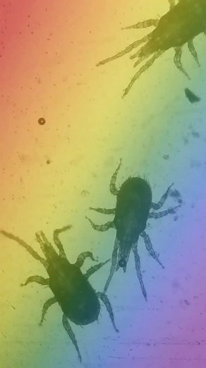 Exploring Insects Under the Microscope