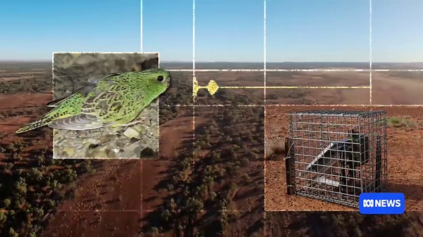 Critically endangered night parrots detected in south-west Queensland