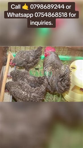 Get quality improved kienyeji chicks 🐤Day old 30/= 🐤 1 week 110/= 🐤 2 weeks 150/= 🐤 3 weeks 5000/= 🐤 4 weeks 250/ =. 🐤Point of lay 400 #breeds available 📌kuroiler 📌Kari 📌Sasso 📌Kenbrow 📌 Rainbow We deliver country wide. We offer free consultation You can reach us through Whatsapp 254754868518 or calls 👉👉 0798689244 for inquiries. Visit our website link 🔗 https://kalrofarms.wordpress.com/ for Learning #KALRO#highlight#@everyone