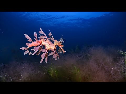 10 Hours Of Seahorses, Seadragons + Relaxing Music - Ambience - Sleep - Meditation - Stress Relief
