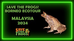 Enjoy this mini-documentary featuring highlights from the 2024 SAVE THE FROGS! Borneo Ecotour. https://savethefrogs.com/borneo Malaysia is a country of incredible biodiversity and unique biogeography, making it a paradise for nature enthusiasts and wildlife photographers. Our ecotour was a huge success, bringing together 13 amphibian enthusiasts representing eight countries (Malaysia, India, Nepal, Denmark, Colombia, Philippines, Australia and the USA). We visited two remarkable regions of Borne