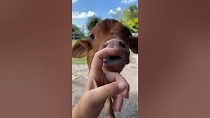 Animal Lover - Amazing!! Animal Saves Another Animal Animal