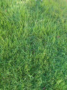 The joy of eating what you grow😍 | Patilkulkarnifarms