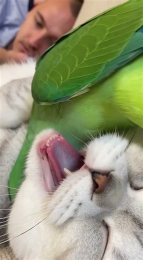 😴the parrot wakes up the cat🦭😂