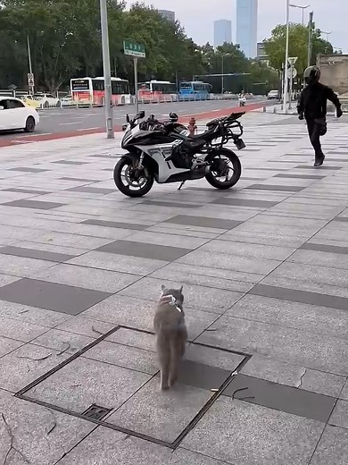 ヘルメットを被った猫がバイクに乗る！かわいすぎる！#猫 #バイク #バイクライフ #ペット #可愛い#バイク好き #ユーモア #猫好き #驚き