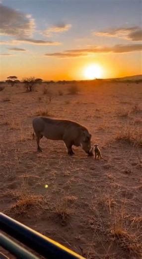 I Saw Pumbaa & Timon in Real Life 😍 | Africa Safari Moment