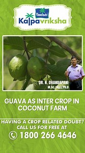 Intercropping guava in a coconut farm can be highly productive if managed well. With proper spacing, water, nutrient management, and pest control, both crops can thrive, maximizing the use of available space and boosting overall farm productivity. Having a crop related doubt? Call us for free at 1800-266-4646 (Kalpavriksha Kisan Helpline) & our team will help you out. #coconut #coconuttrees #coconuttree #watermanagemnt #water #coconutroots #coconuttreeroot #roots #farms #agriculture #farm #organ