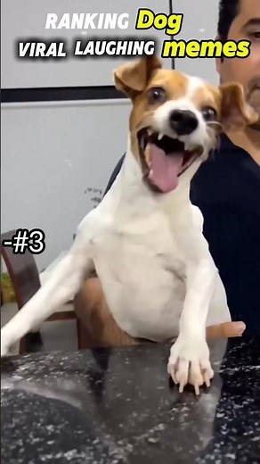 Ranking the Most Viral Laughing Dog Memes 😂🐶