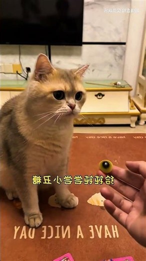 🤡Mysterious Eyeball from a Clown! Babu Experiences Something Horrifying #shorts #cat