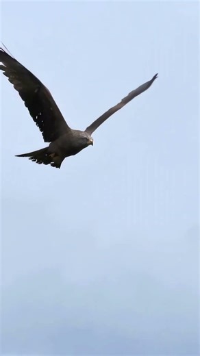 L'Aigle Royal : Maître des Cimes Alpines 🦅⛰️ #shorts #aigle #nature