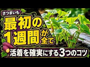 サツマイモを植えたら最初の1週間が勝負！活着を確実にする3つのポイント