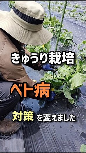 We changed our cucumber cultivation method to combat downy mildew.