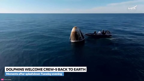 Pod of dolphins frolic around capsule moments after Crew-9 splashdown