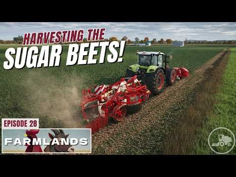Sugar Beet Harvest! | One Tile Challenge on Farmlands - Farming Simulator 25