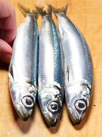 鮮度抜群ウルメイワシを刺身にしたら美味すぎた 朝どれをその日のうちにお刺身に！ 中サイズの鰯で盛り付けます 骨も抜けるだけ抜いて食感も最高 マイワシより脂がしつこくないのでオススメ #イワシ #刺身 #盛り付け