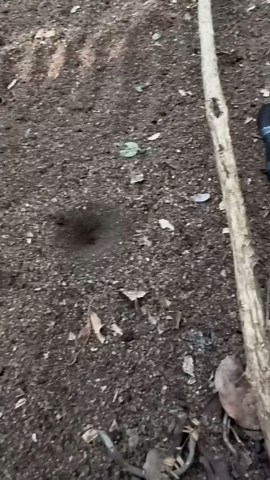 Delport Botma on Instagram: "Boulenger's Garter Snake (Elapsoidea boulengeri) a rare and secretive snake. This erratic movement is used as a defence mechanism to escape predators, and can be seen in a number of fossorial snakes (snakes that live under ground). These snakes are part of the elapid family (venomous snakes with fixed front fangs like cobras ect), they are venomous, but not much is known about their venom as these snakes are placid and rarely bite. Few recorded bites have caused naus