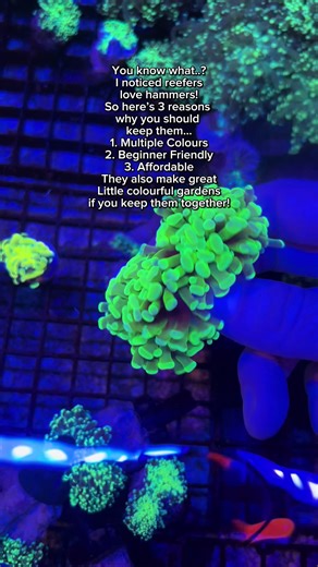 You know what..? I noticed reefers love Hammers! So here’s 3 reasons why you should keep them… #thekingofcoral #saltwateraquarium #coralreeftank #hammercoral #coralshop