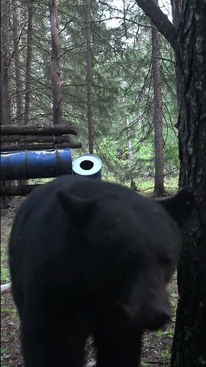 Bear Gets Too Close #bearhunt #blackbear #bears