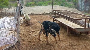 A Goat Grazing in a Picturesque and Rustic Farm Setting Surrounded by Natural Beauty