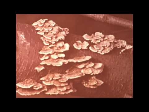 Wood Decay By Fungi